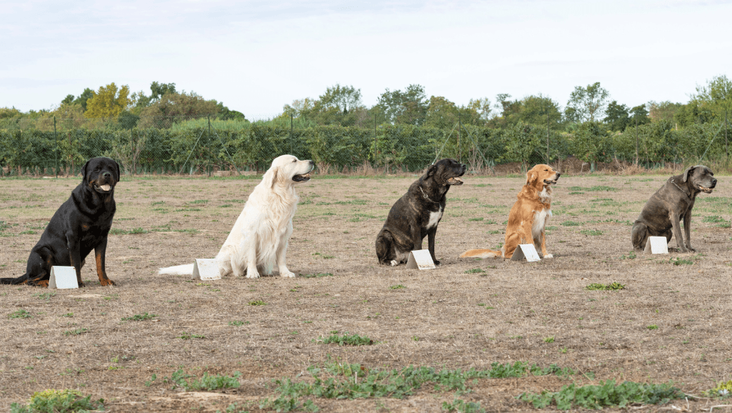 dog obedience training mistakes