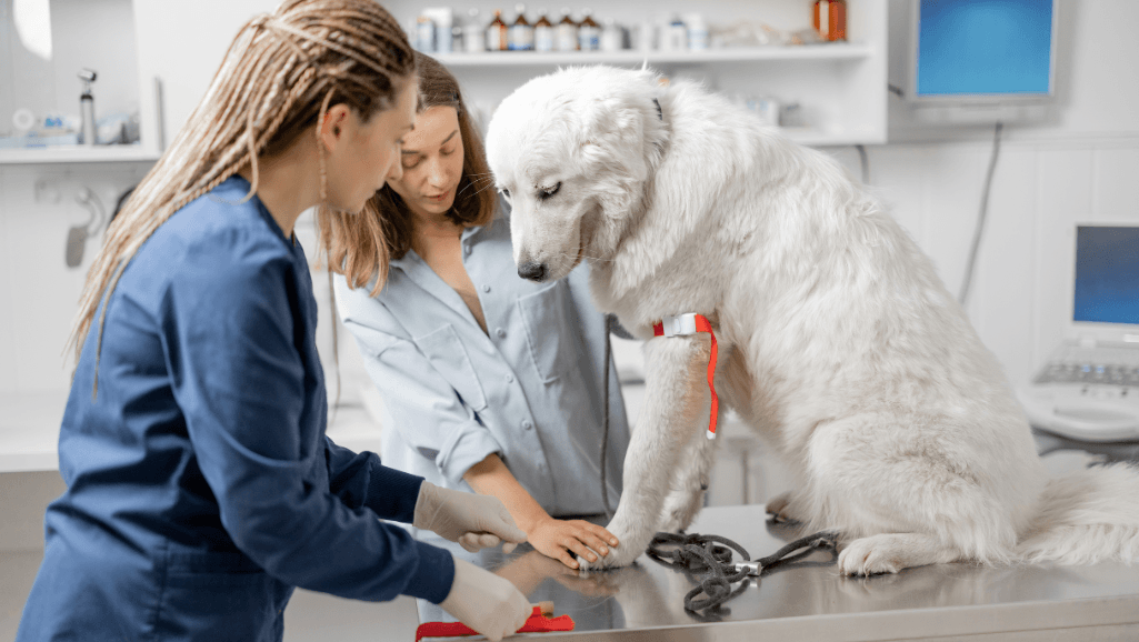 dog paw treatment