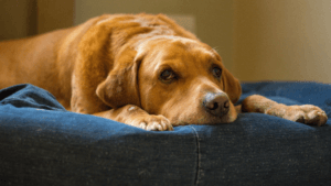 dog seizures in older dogs