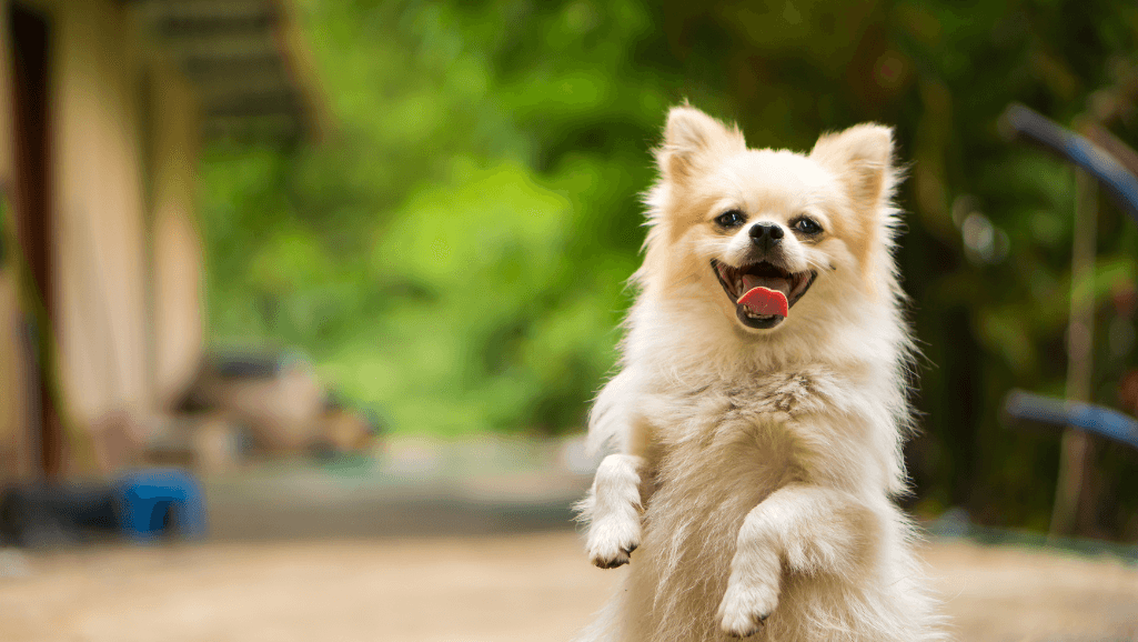 dog seizures