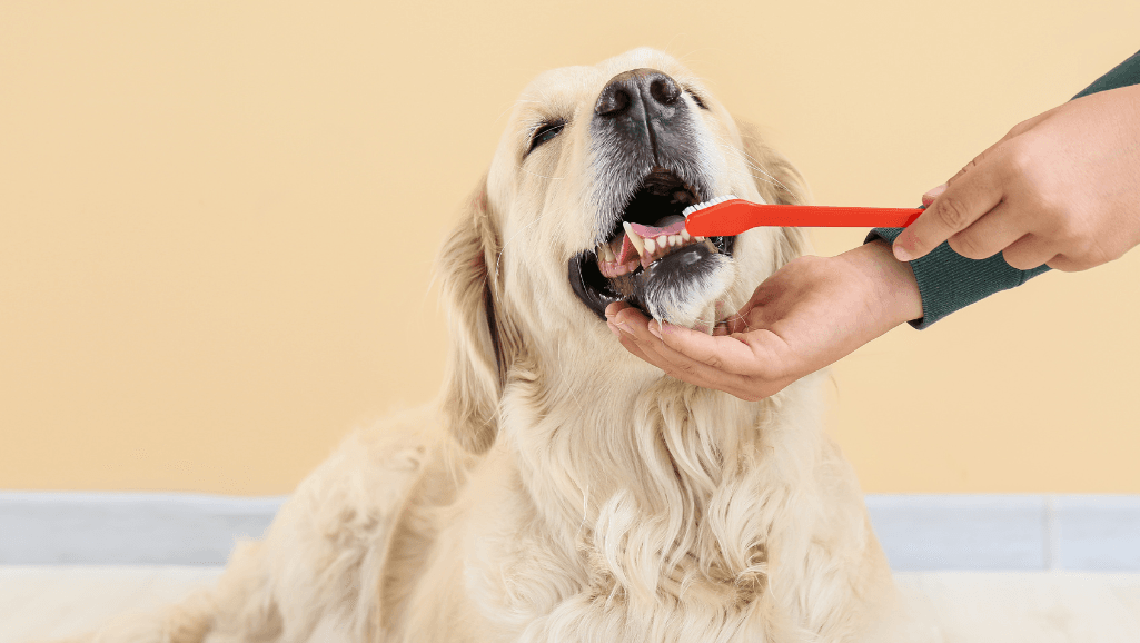 dog teeth cleaning
