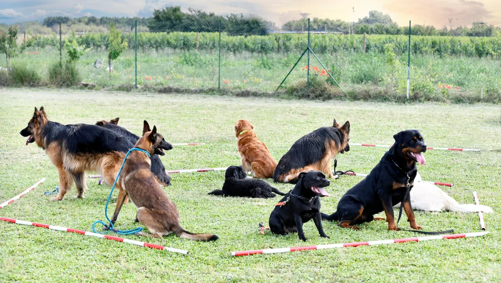 dog training vacancies dog training vacancies