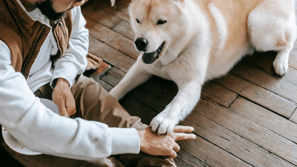 Dog Training Vacancies 1 dog training vacancies