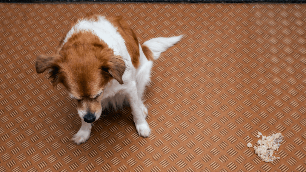 dog vomiting