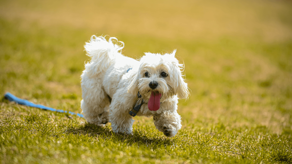 dog walking tips