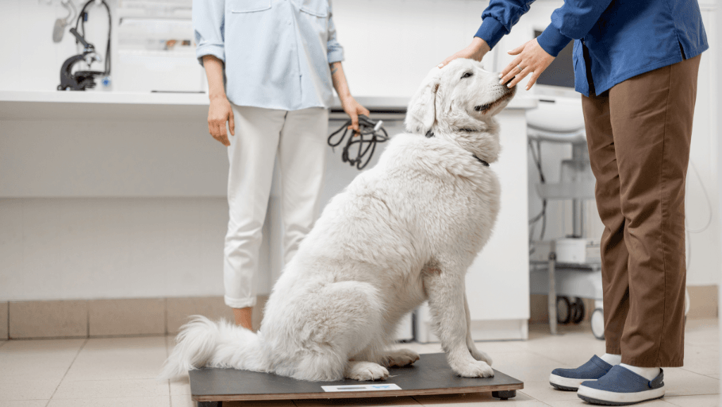 dog weight loss myths