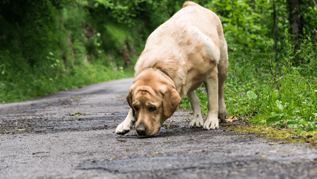 dog's sense of smell activities