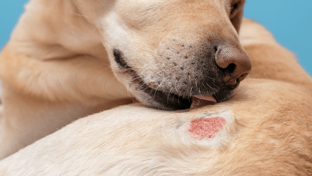 dry skin on dogs