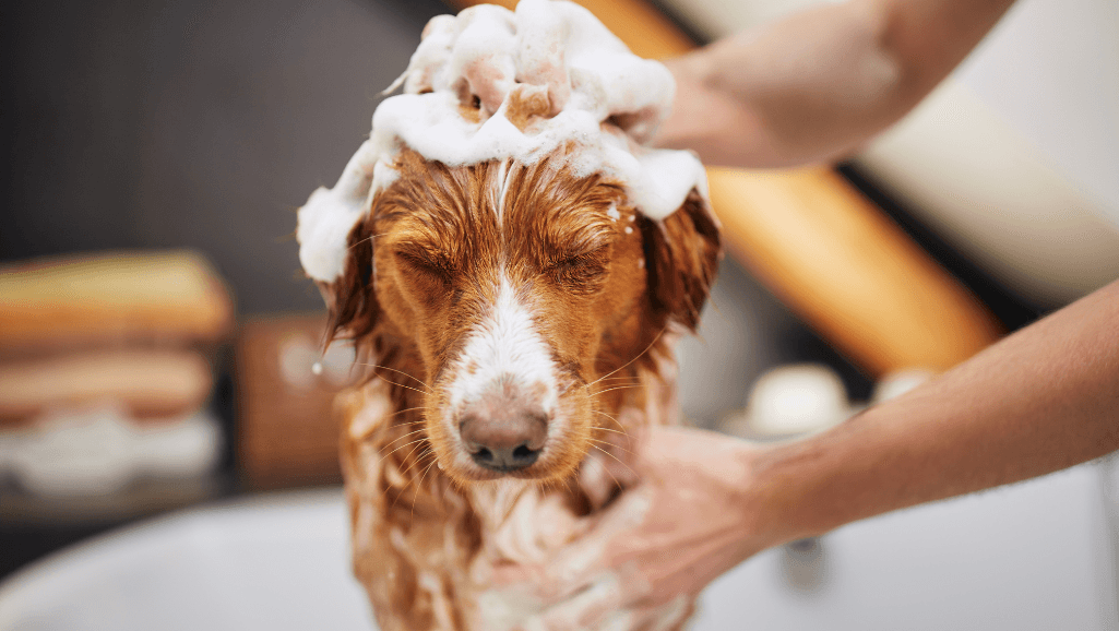 drying dog after bath