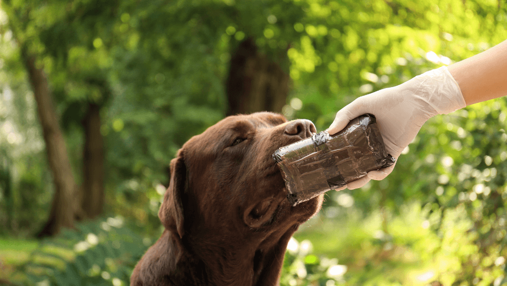 early arthritis detection in dogs
