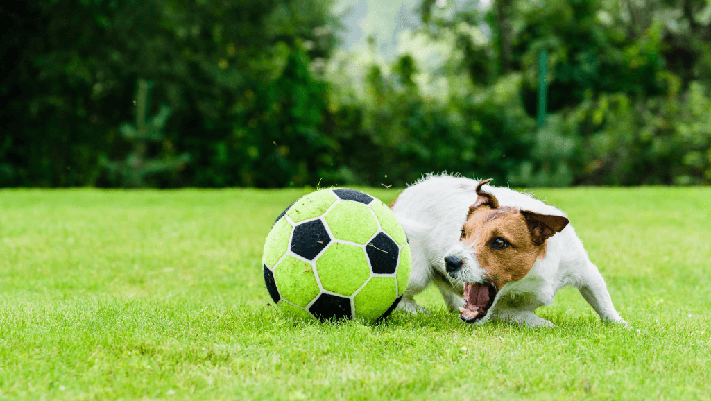 engaging dog activities