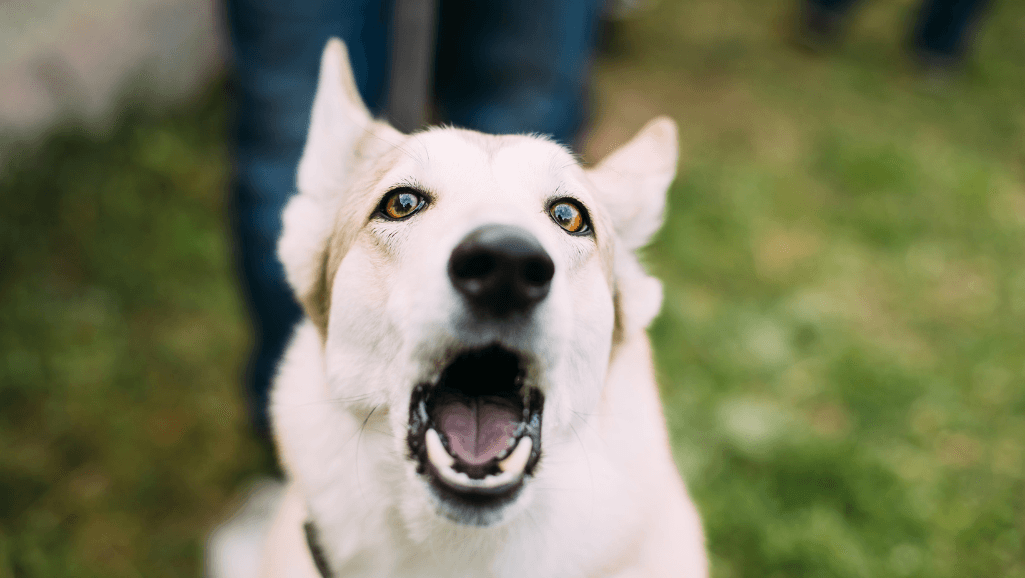 environmental triggers for dog barking