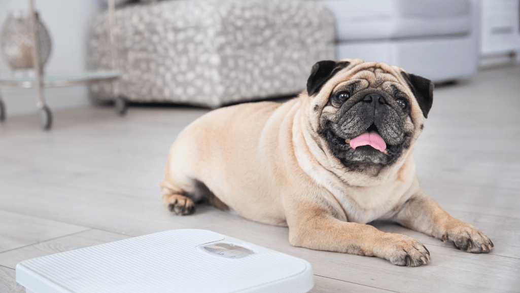 exercise for overweight dogs