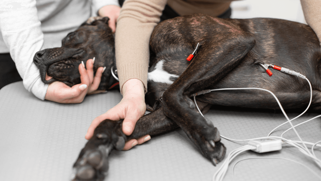 fecal exams for diagnosing worms in dogs