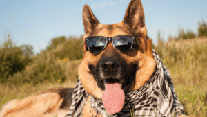 german shepherd dog shedding