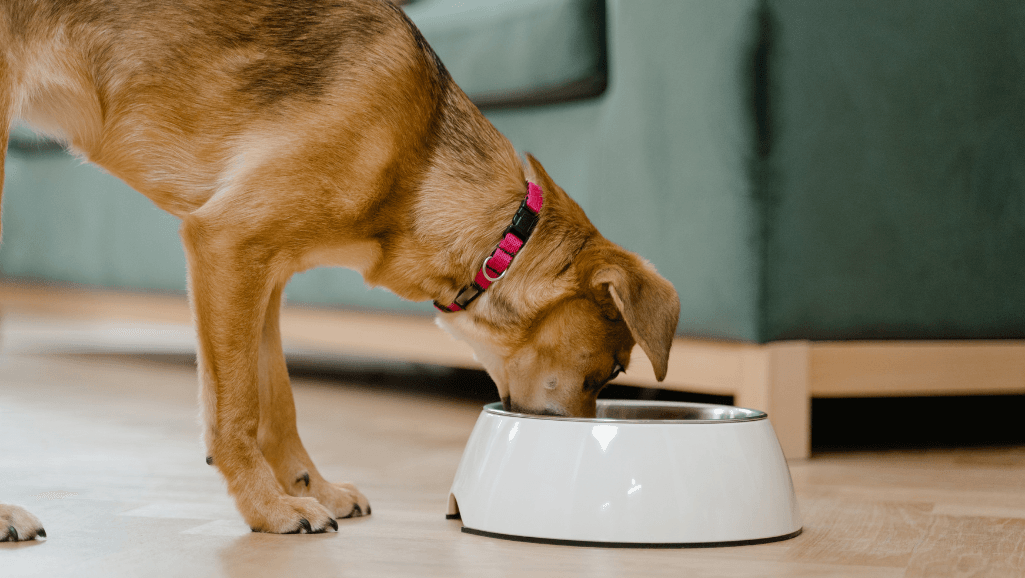 grain-free dog food for allergies