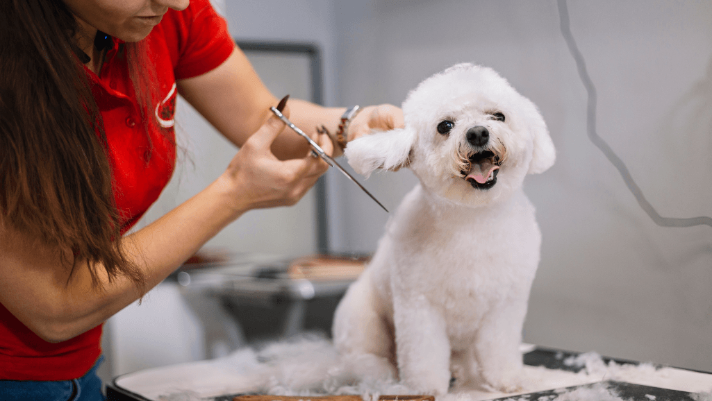 grooming for unvaccinated dogs