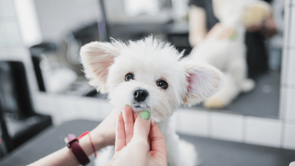 grooming requirements for low-shedding dogs