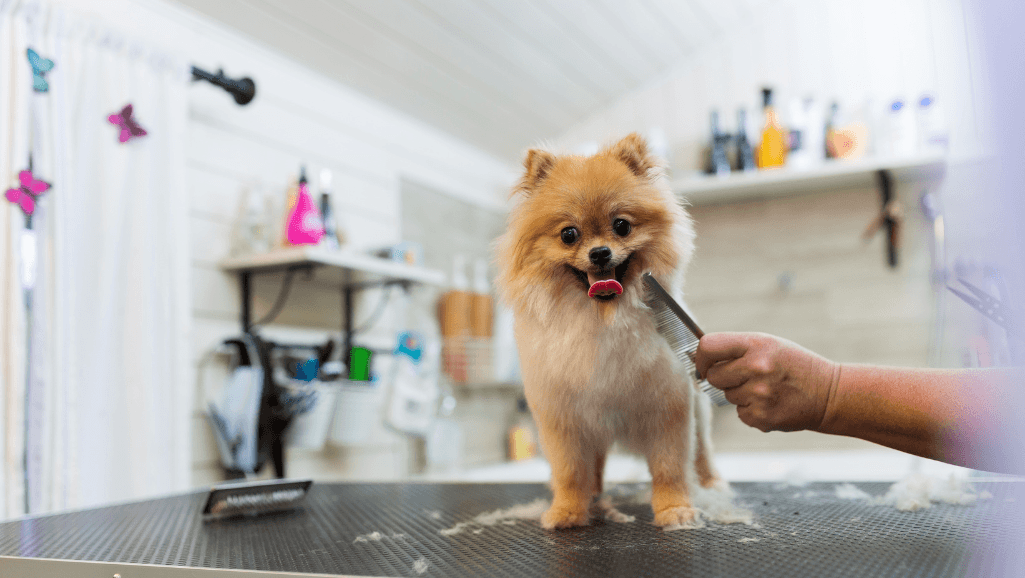 hands-on grooming workshops