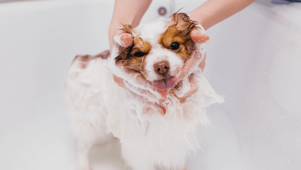 hands-on grooming workshops