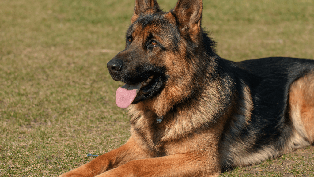 heatstroke prevention for German Shepherds