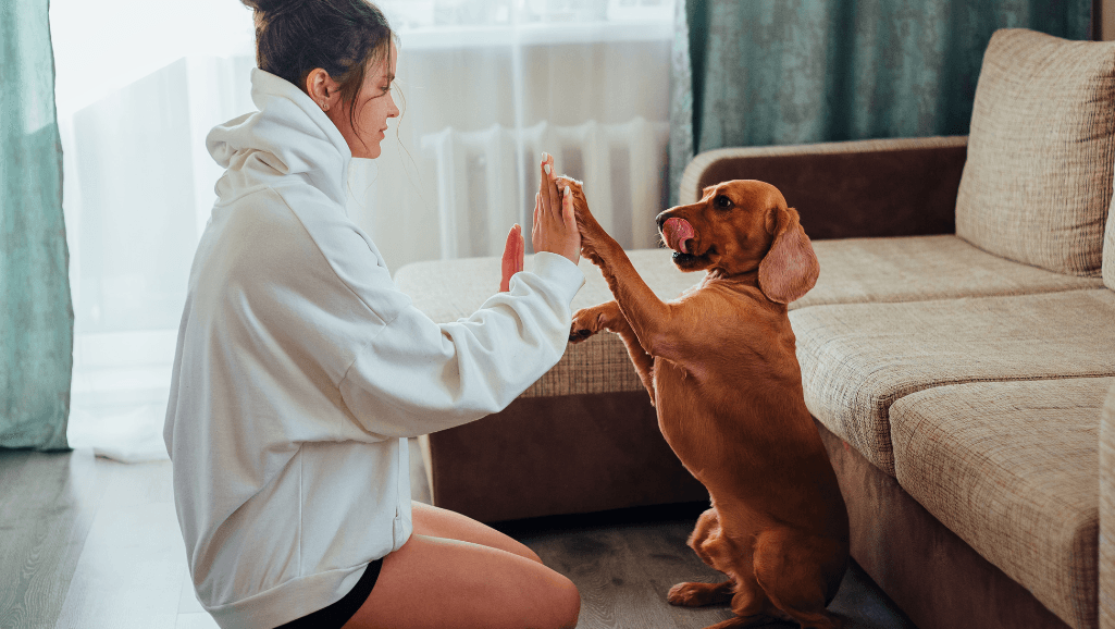 home remedies for dog stomach upset