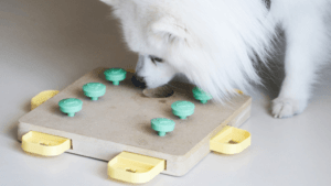 homemade brain games for dogs