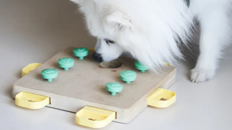 Homemade Brain Games for Dogs: Easy DIY Fun 82 homemade brain games for dogs