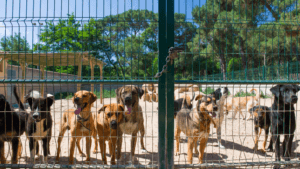 hot spots on the shelter breed dog