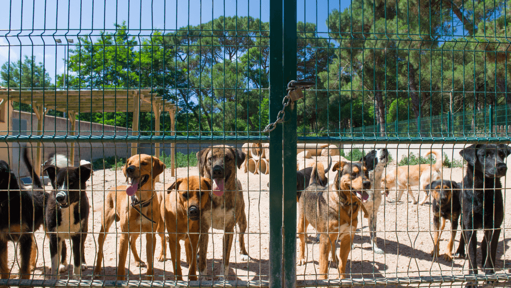 hot spots on the shelter breed dog