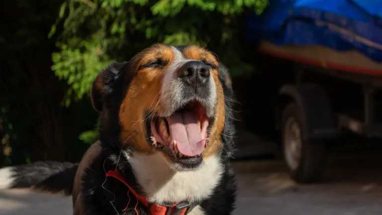 Optimal Dog Walking Frequency: How Often Should I Take My Dog Out 81 how often should i take my dog out