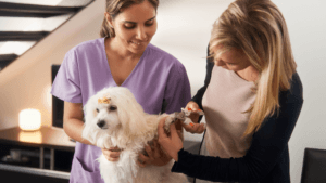 how to cut dog nails