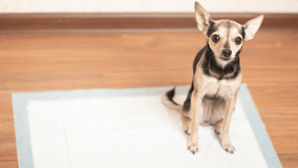 how to induce vomiting in a dog