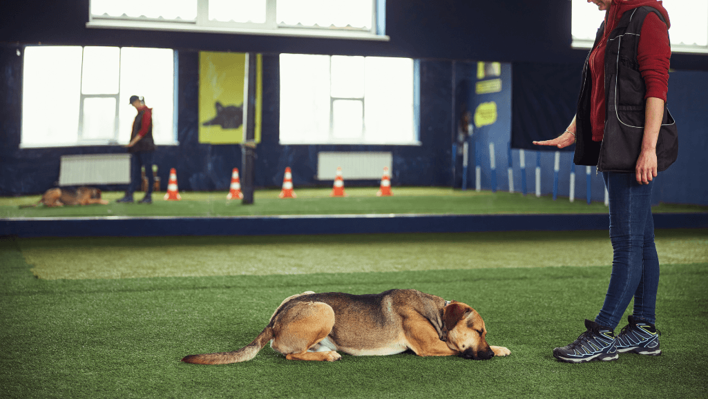 how to teach a dog to lay down