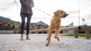 how to train a dog to walk on a leash