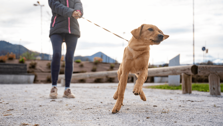 How to Train a Dog to Walk on a Leash | Dog Training Guide 19 how to train a dog to walk on a leash
