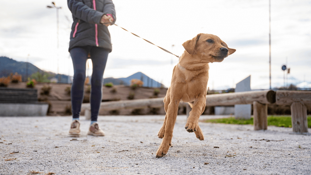 how to train a dog to walk on a leash