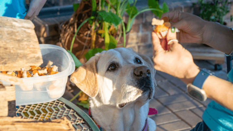 How to Treat Parasites in Dogs: A Complete Guide 88 how to treat parasites in dogs