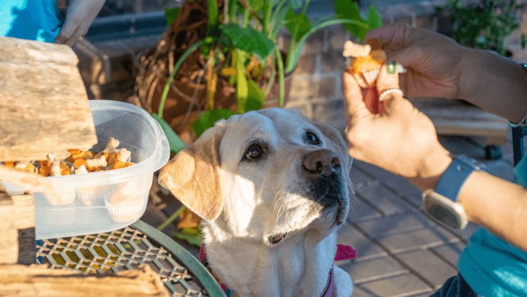 how to treat parasites in dogs