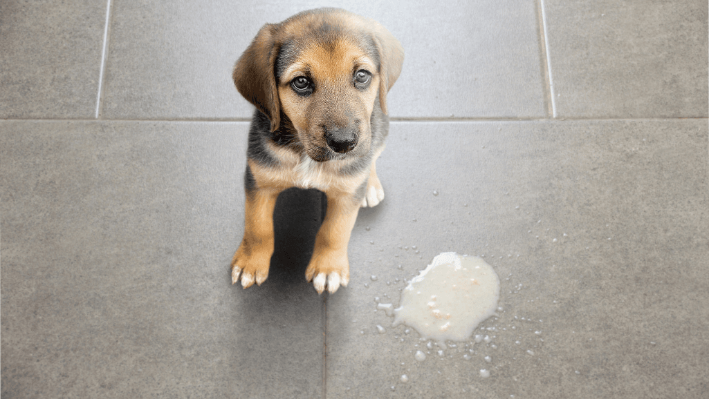 hydrogen peroxide for dog vomiting