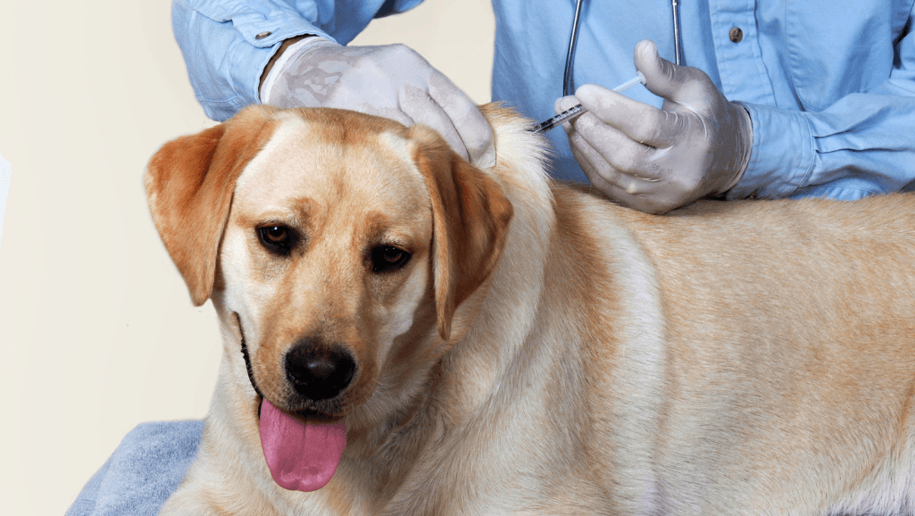 Dog Grooming Without Vaccinations: Find Services Near You 1 i get my dog groomed without vaccinations