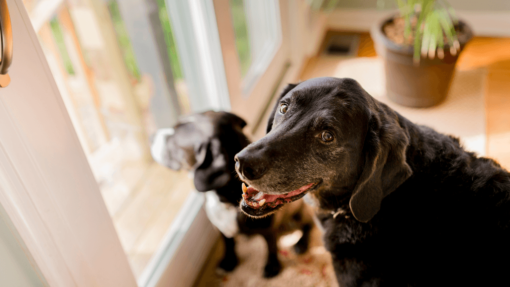 indoor dog activity center