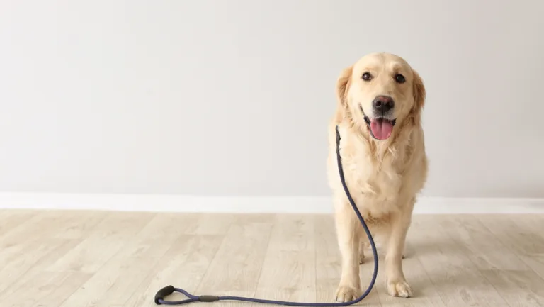 Indoor Dog Activity Center: Fun & Exercise 79 indoor dog activity center