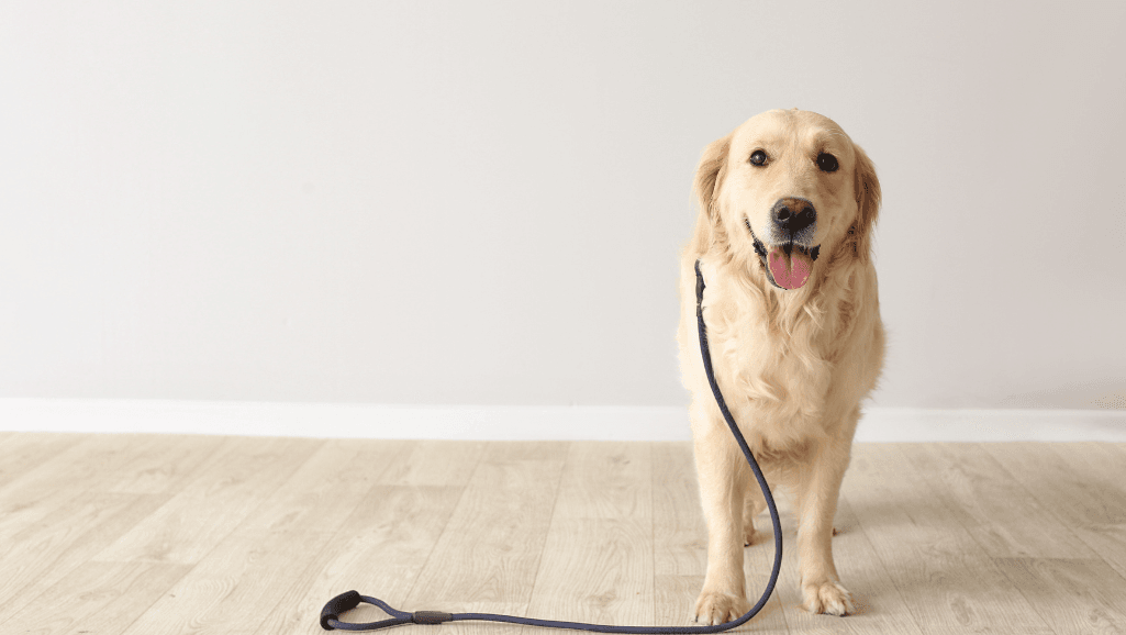 indoor dog activity center