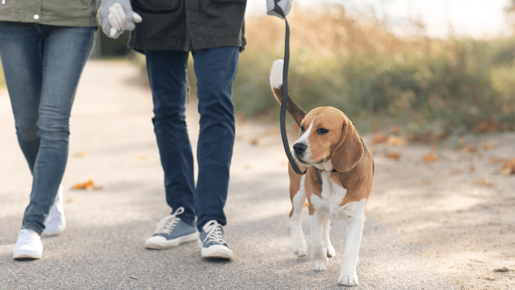 loose leash walking technique