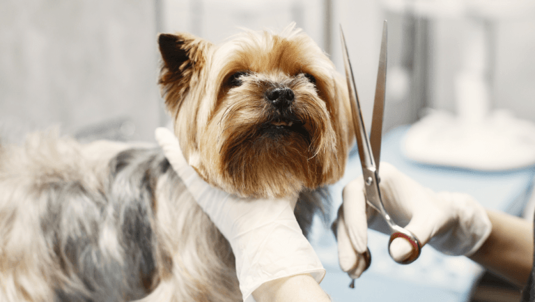 Mobile Dog Groomers: The Ultimate Pet Care Solution 39 mobile dog groomers