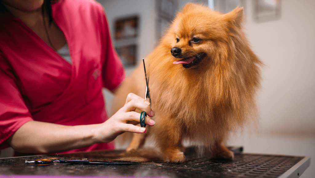 mobile pet grooming services