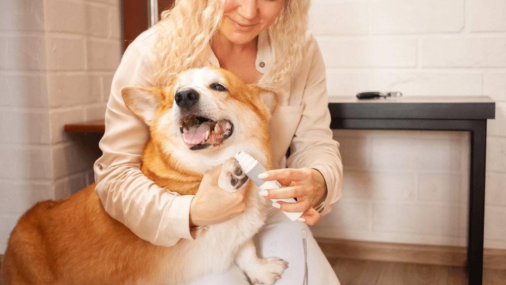 nail clippers for pets
