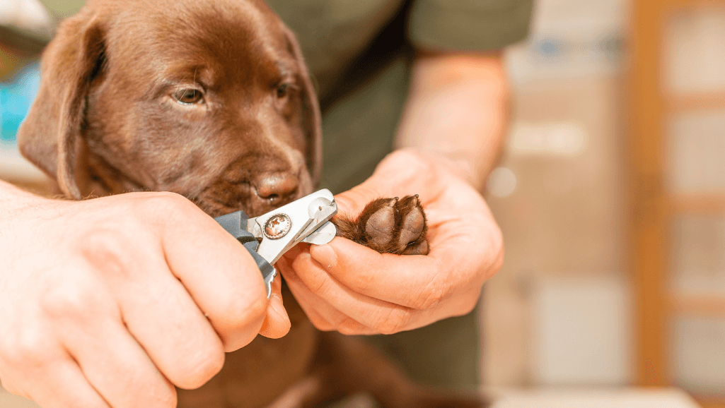 nail trimming process