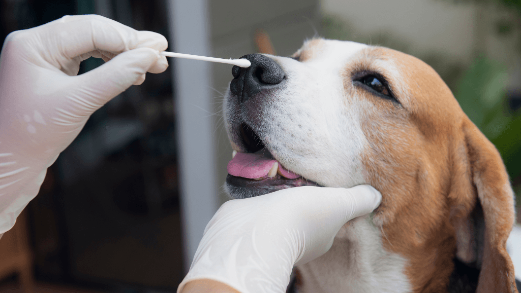 nasal swabs for dog flu testing
